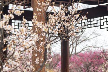 elegant plum blossom bloom in traditional chinese garden