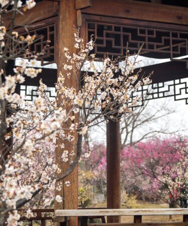elegant plum blossom bloom in traditional chinese garden