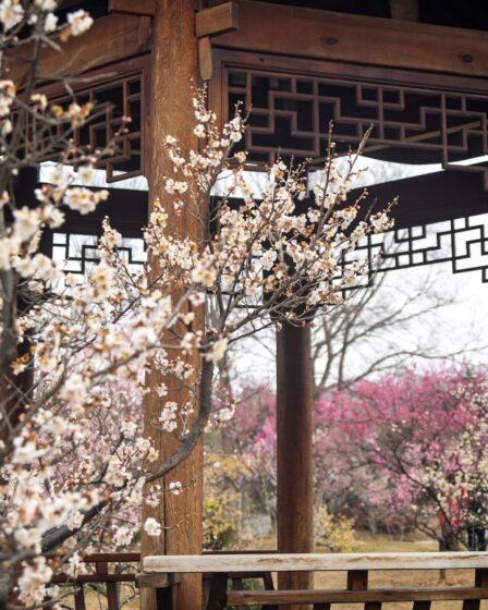 elegant plum blossom bloom in traditional chinese garden