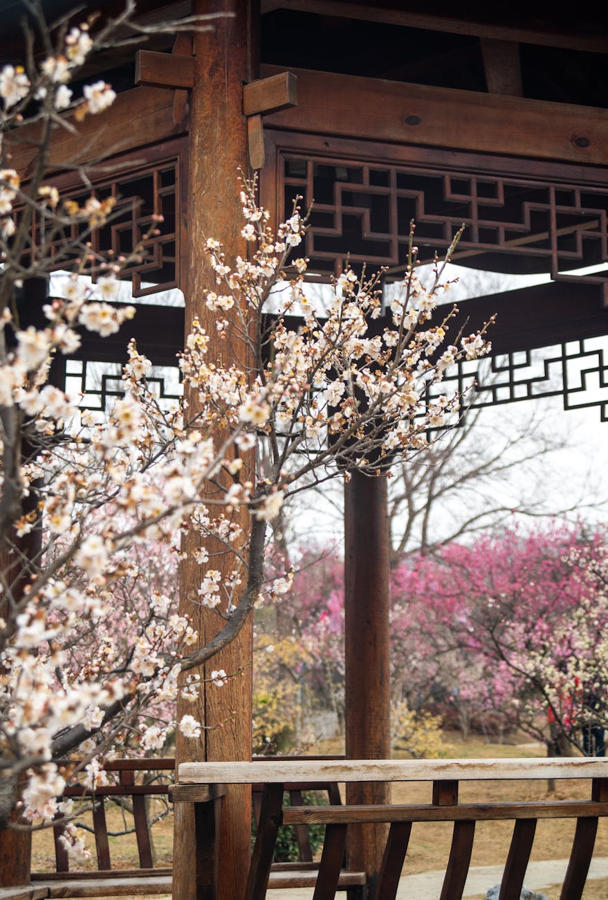 elegant plum blossom bloom in traditional chinese garden