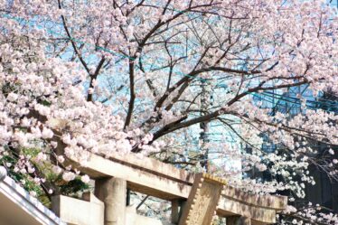 cherry blossoms at kobe shinto shrine