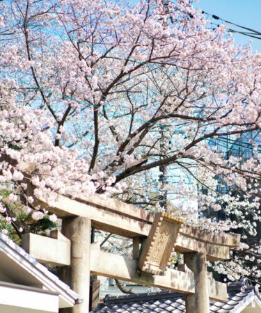 cherry blossoms at kobe shinto shrine