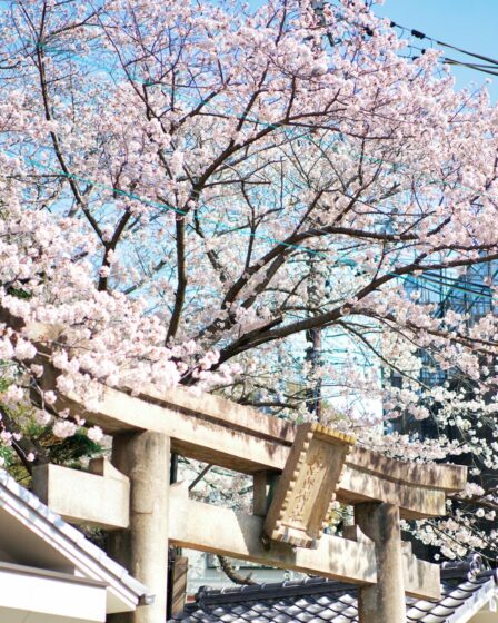 cherry blossoms at kobe shinto shrine