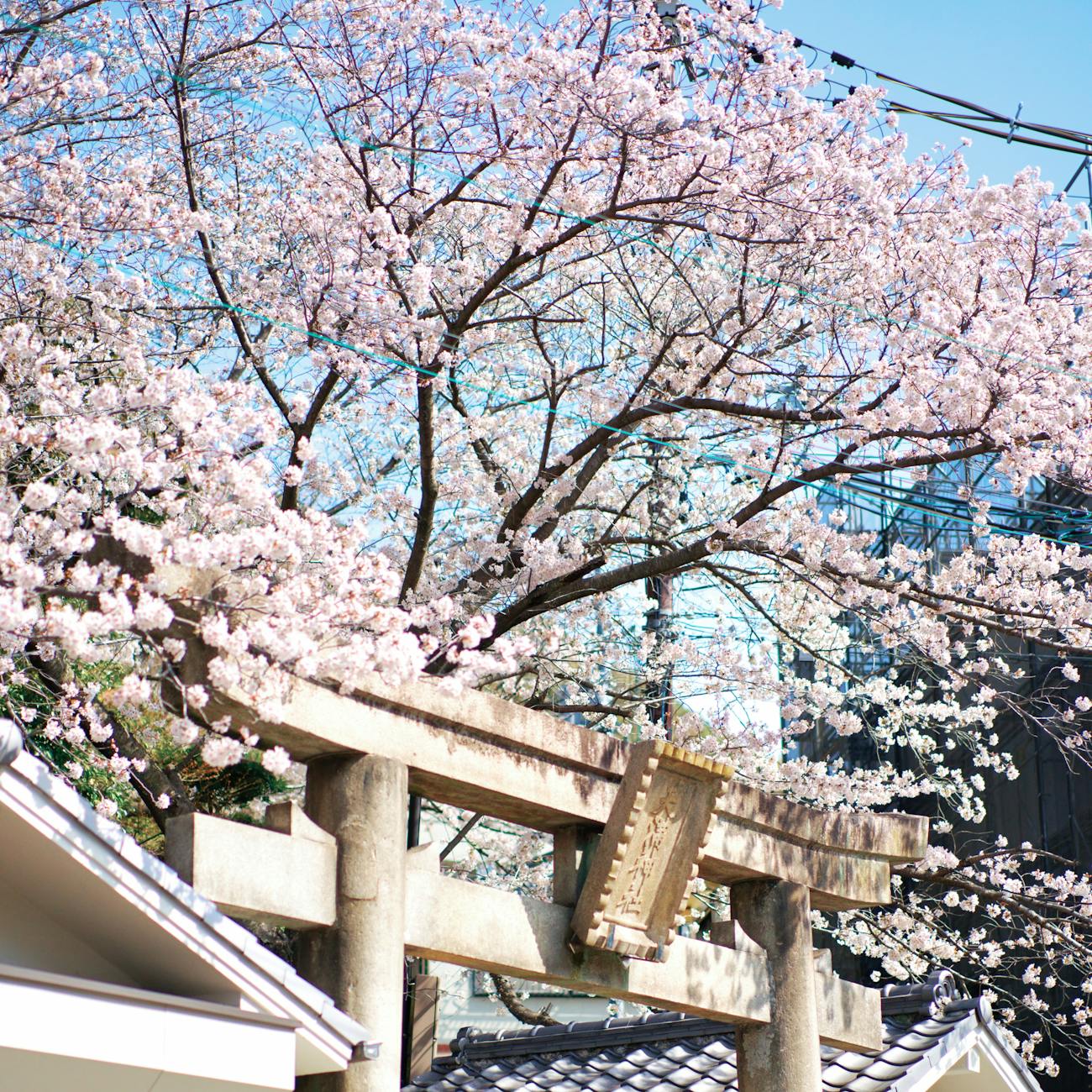 cherry blossoms at kobe shinto shrine