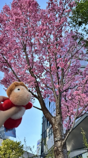 Ponyo with sakura tree